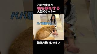 あからさまに飼主を邪魔者扱いする大型犬クッキー#goldenretriever #dog #箱入りクッキーはゴールデンレトリバー