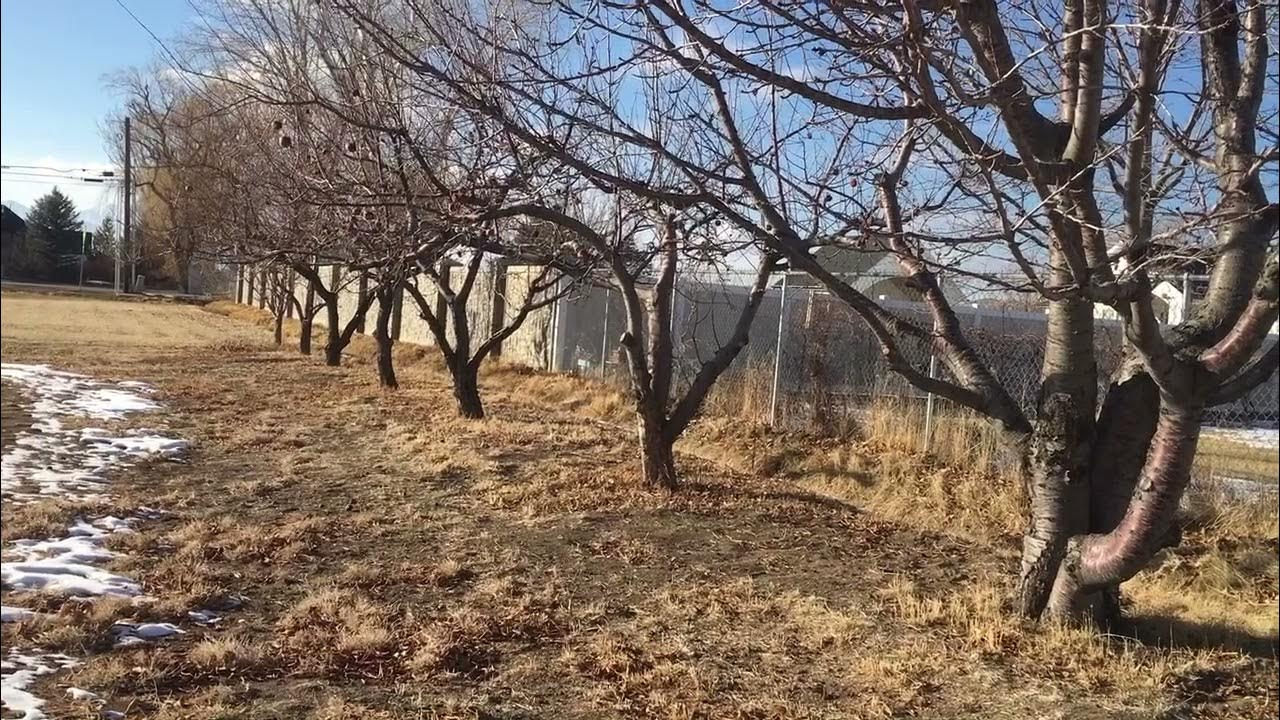 Cherry Tree Spacing YouTube
