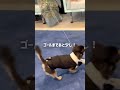 尊い可愛さ…😭リングドッグ🐶#結婚式 #shorts