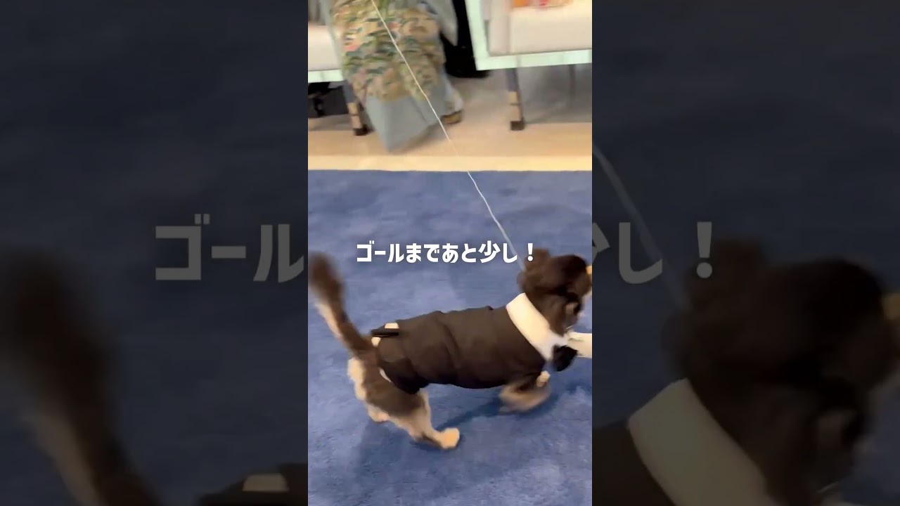 尊い可愛さ…😭リングドッグ🐶#結婚式 #shorts