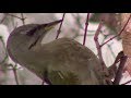 Седой дятел самка || Grey-headed woodpecker