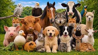 Cute Animal Sound Learn Wild and Farm Animals 🦒🐧🐱  Animal sound for kids