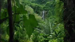 Air Terjun Tersembunyi di dalam hutan