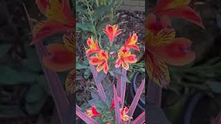 These Flowers Are So Bright And Beautiful