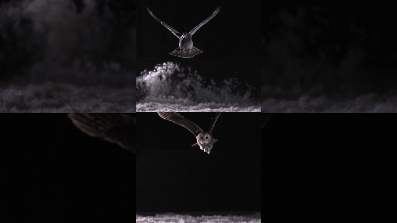 Owls 🦉 Have a Superpower: Ultimate Silence and Stealth! 🥷🏼