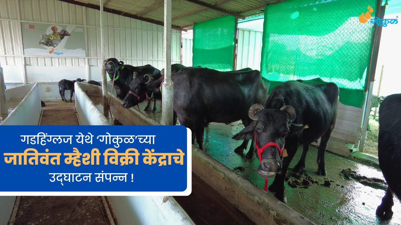 गडहिंग्लज येथे ‘गोकुळ’च्या जातिवंत म्हैशी विक्री केंद्राचे उद्‌घाटन संपन्न