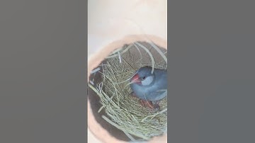 #javascript #youtubeshorts #trendingshorts #beauty #birds #viralvideo #petvlogs #java #trending #pet