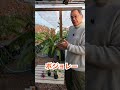 【洋蘭】オンシジューム ボジョレー！[orchid]Oncidium Beaujolais!@seedpot368 #sheathch