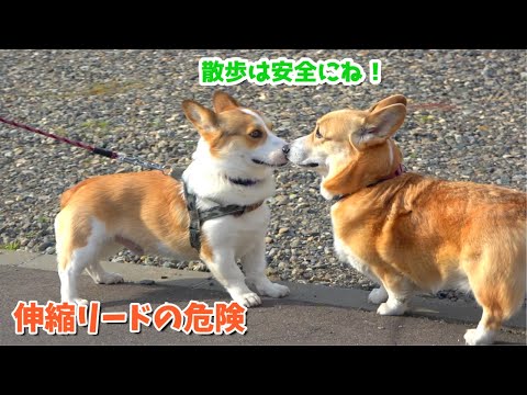 伸縮リードはなぜダメ？7つのリスクと固定長リードへの切り替え方