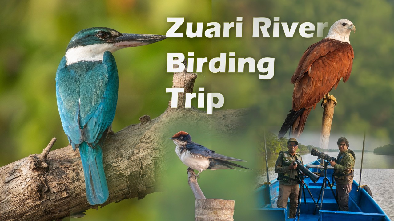 Birding In Goa - Zuari River Boat Trip