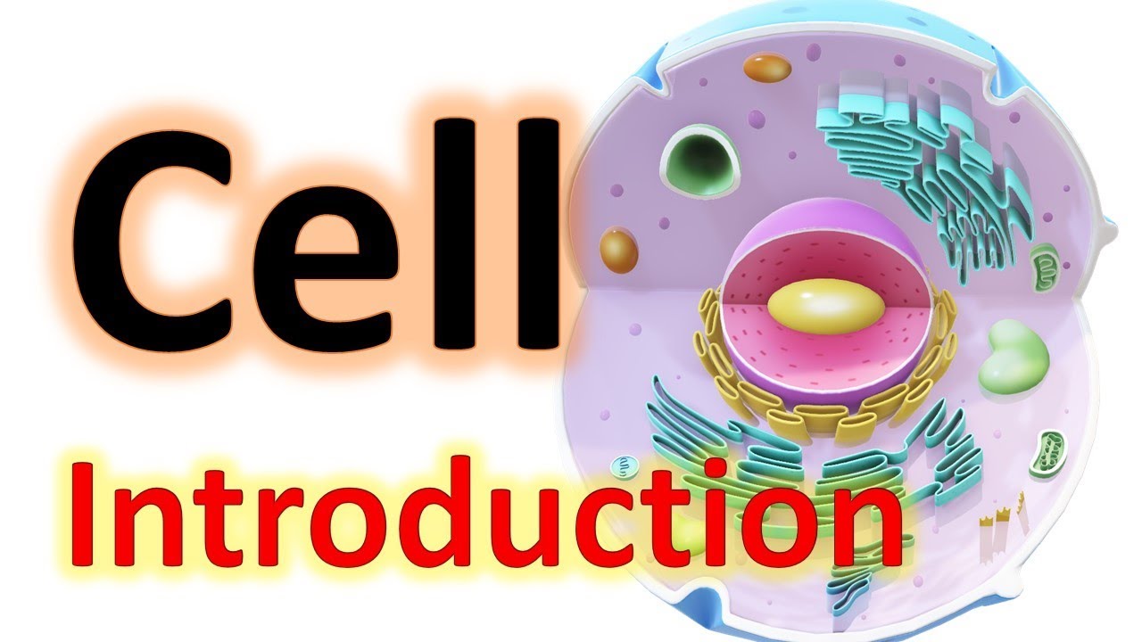 cell physiology in hindi | Introduction to Cell in hindi | cell diagram