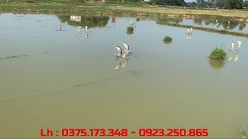 mô hình bẫy vạc bằng vạc mồi của sư phụ có thâm niên nghề từ 1995