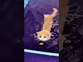 The cat successfully learned to swim