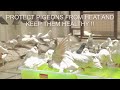 VERSELELAGA BATHSALT - PIGEON HEALTH TIPS