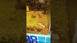 japanese koi fish aquarium