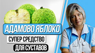 АДАМОВО ЯБЛОКО - МАКЛЮРА. Эффективное средство для суставов, при инфекциях и опухолиевых процессах