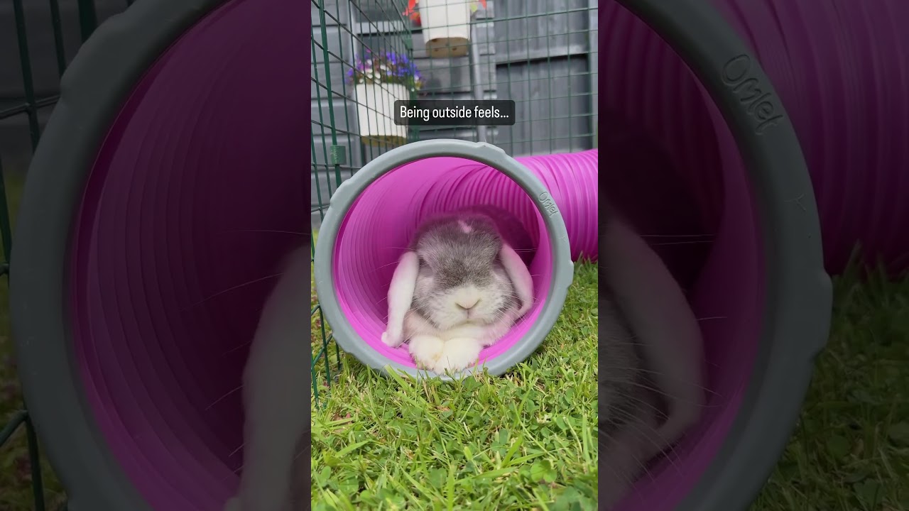 The buns absolutely love spending time in the garden 🪴 Outdoor Bunny | Cute Bunny