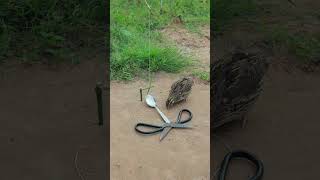 Famous Best creative diy quail trap technique with unique ideas #shortvideo #youtubeshorts #youtube Net Worth