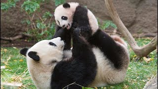 Watch Moma Panda Save Her Babies screenshot 3
