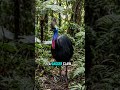 This Ancient Bird Has a Claw That Defies Explanation #Shorts #naturedocumentary