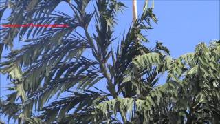 Caryota Urens - Wine Palm - Toddy Palm - Jaggery Palm