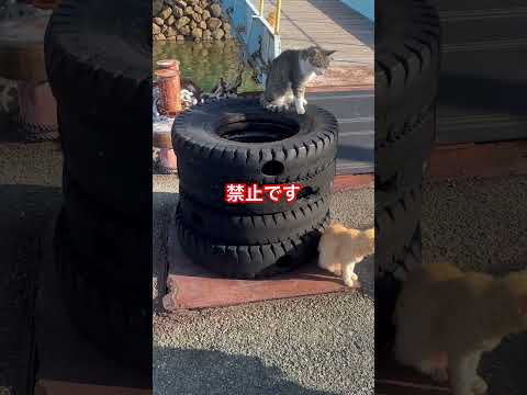 [愛媛県][猫島][青島] #5.9 客引きは禁止です　Touting is prohibited