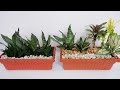 Houseplants with Snake Plant that you can Combine to Make Mini Garden in a Pot