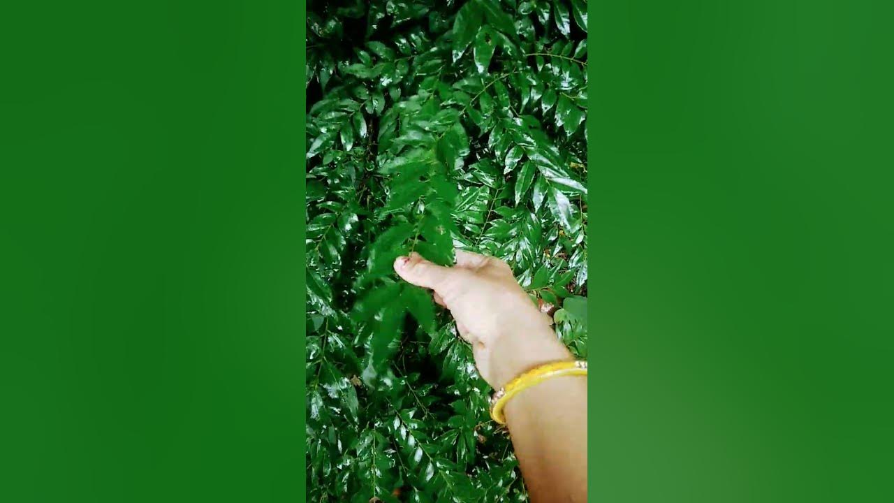 kadi-patta-ka-prayog-youtube