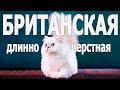 Все о породе британская длинношерстная кошка