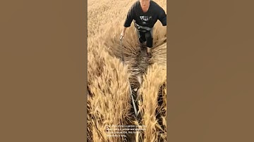 Innovative wheat harvesting: diy tool cuts a path through the field