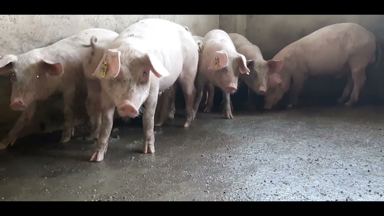 Highbreed Pig