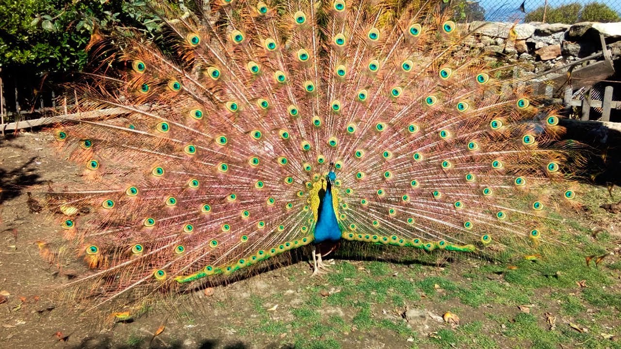La granja de Vigo con 300 aves donde reinan los pavos reales