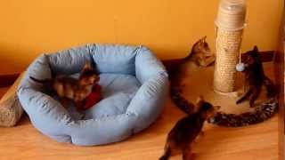 Абиссинские котята с кошкой Абиссинские котята с кошкой