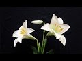 Abc tv  how to make easter lily from crepe paper  craft tutorial