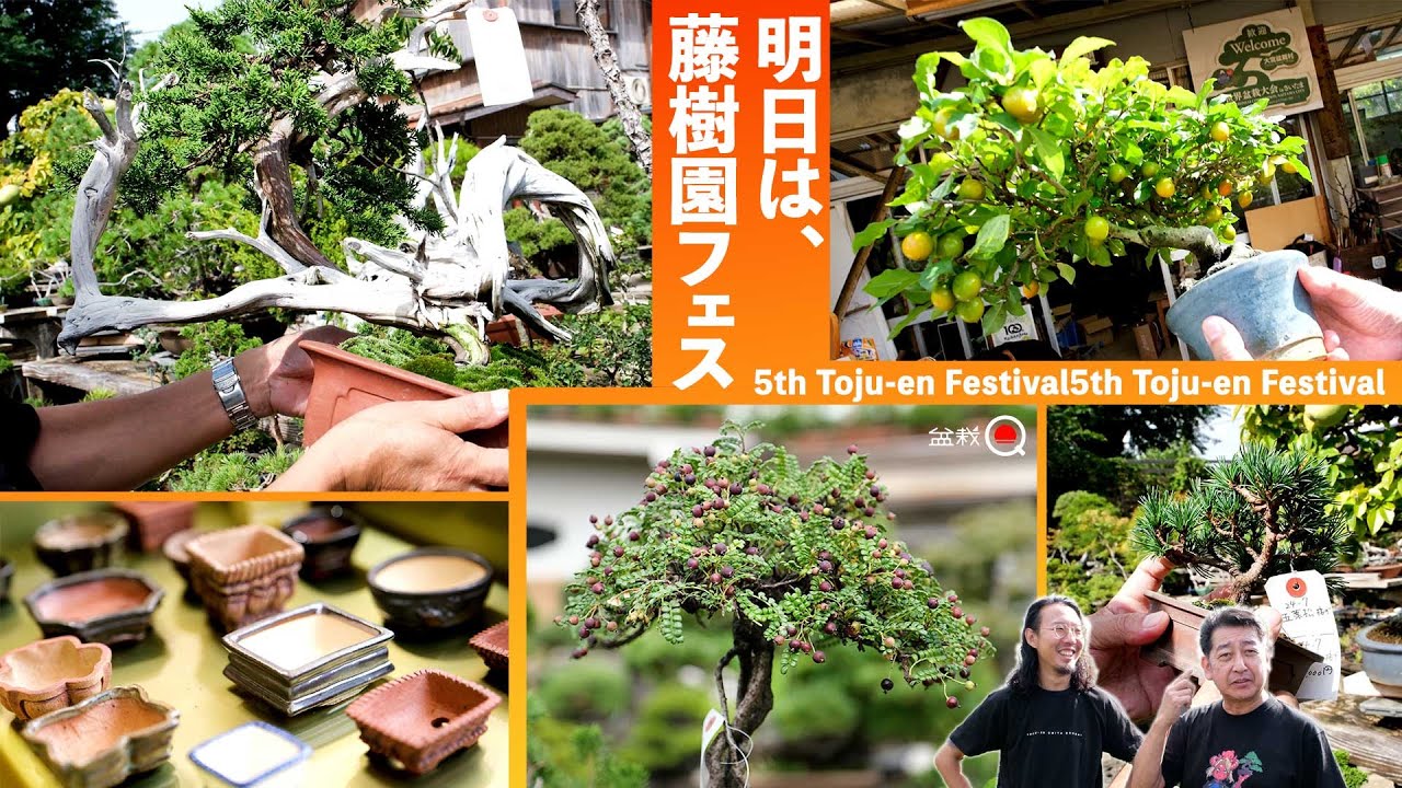 Пятый фестиваль TOJU-EN вот-вот начнётся! Он точно станет самым масштабным🔥【Bonsai Q】