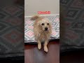 Meeeh !!! #cutedog #lovemypet #shortbeta #shorts