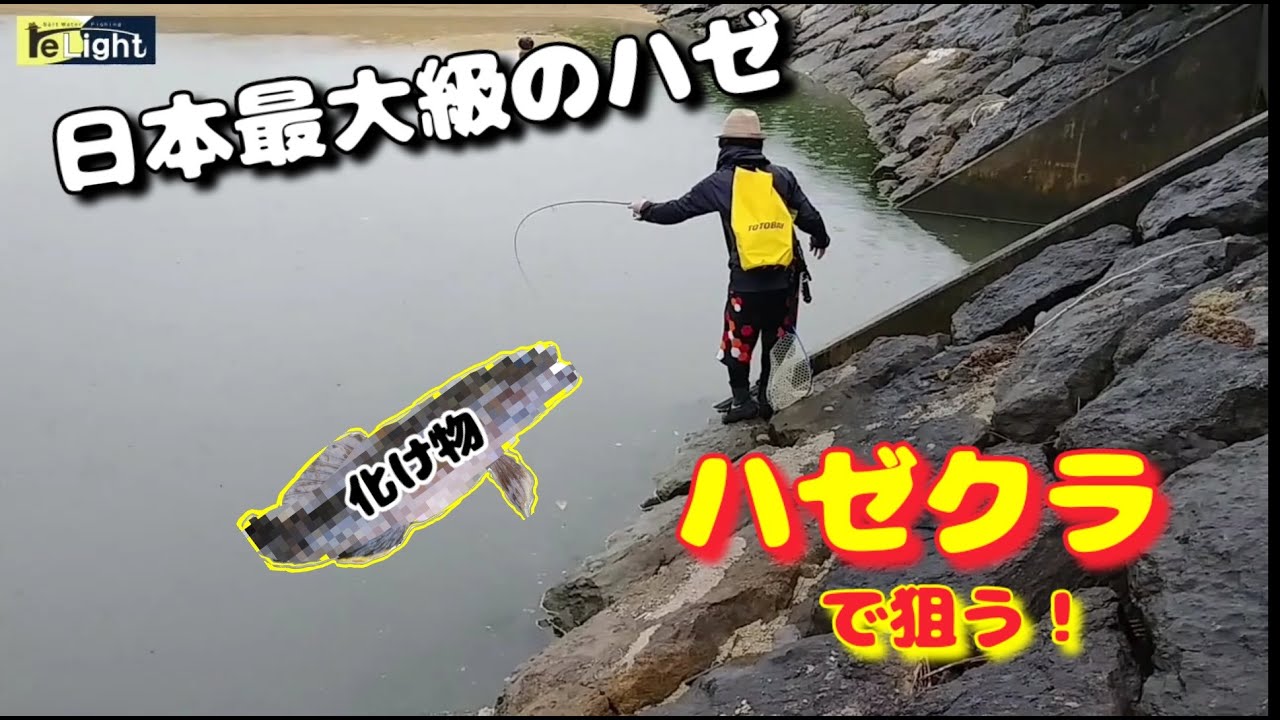 At Hazekura, we aim to catch the largest goby in Japan, the star