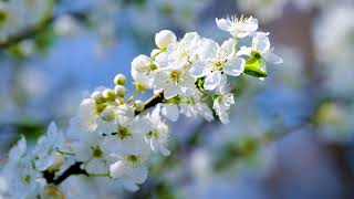 40Hz Quick Focus 2-Minute Blossom Tree Brain Boost