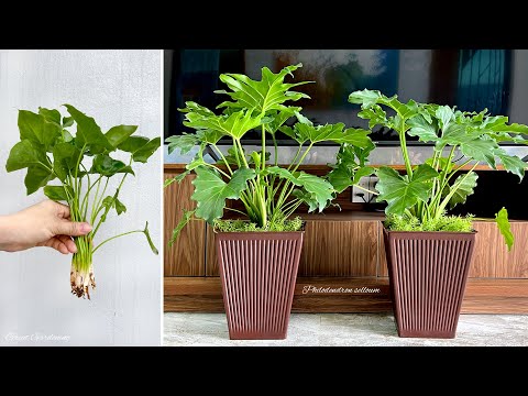 ቪዲዮ: Philodendron Care - ስለ ፊሎዶንድሮን እፅዋትን ስለማሳደግ ይወቁ