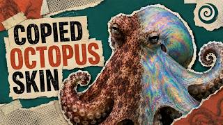 Scientists Copied Octopus Skin to Build a Color-Shifting Material