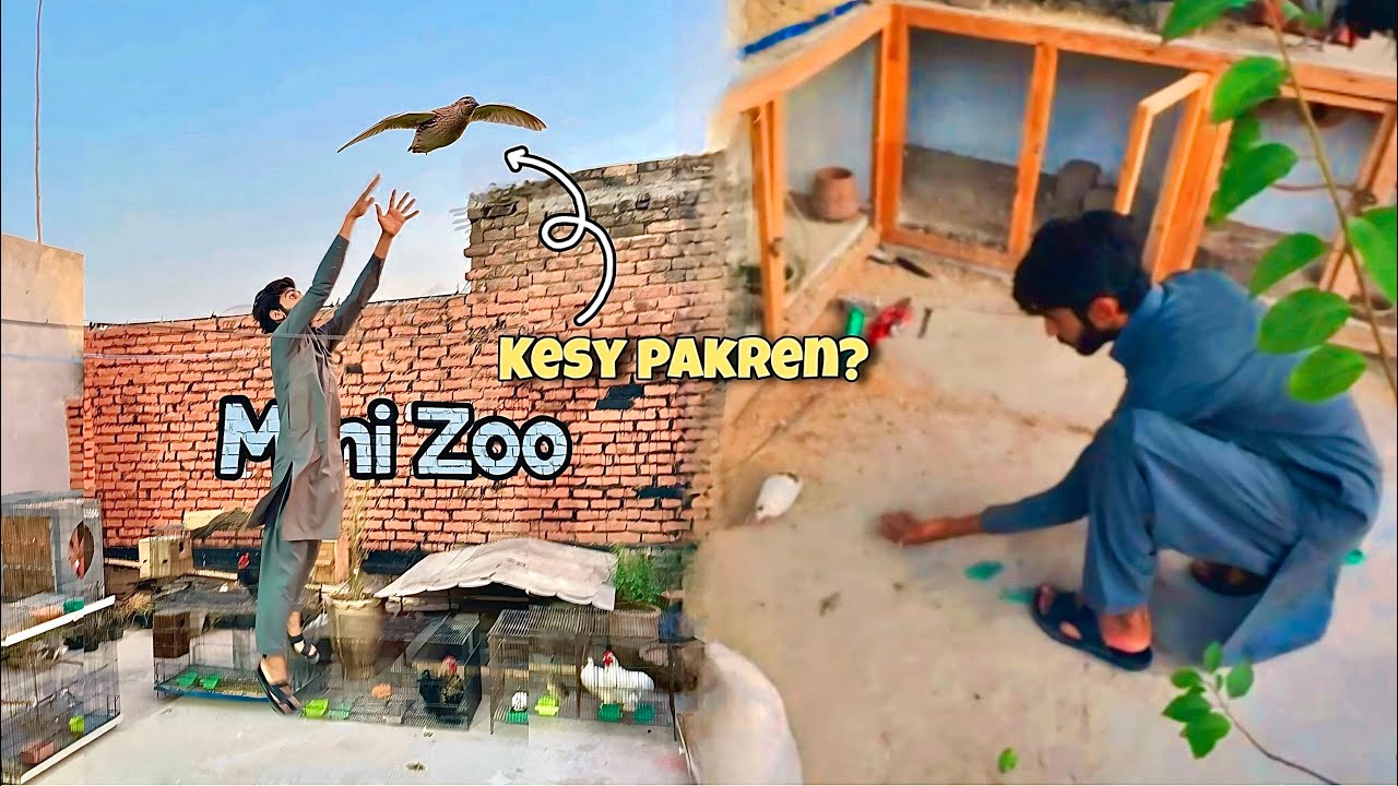 Batair Bhag Geya Hamara Apny Egg Chor Kar😟