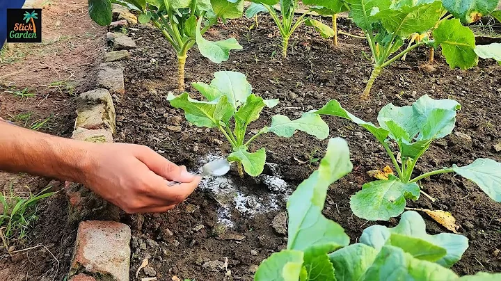 This white powder will make your vegetable grow like crazy and kill pests in no time