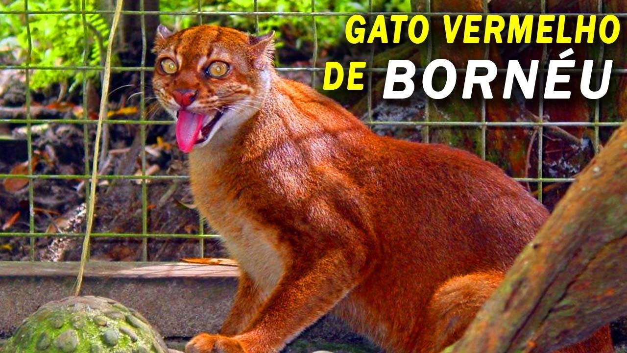 Gato Vermelho de Bornéu | Curiosidades