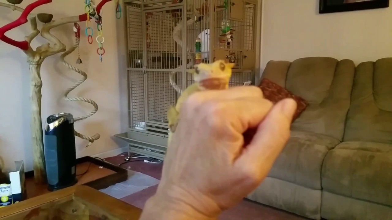 autism quotes Lemon Crested Gecko Christmas