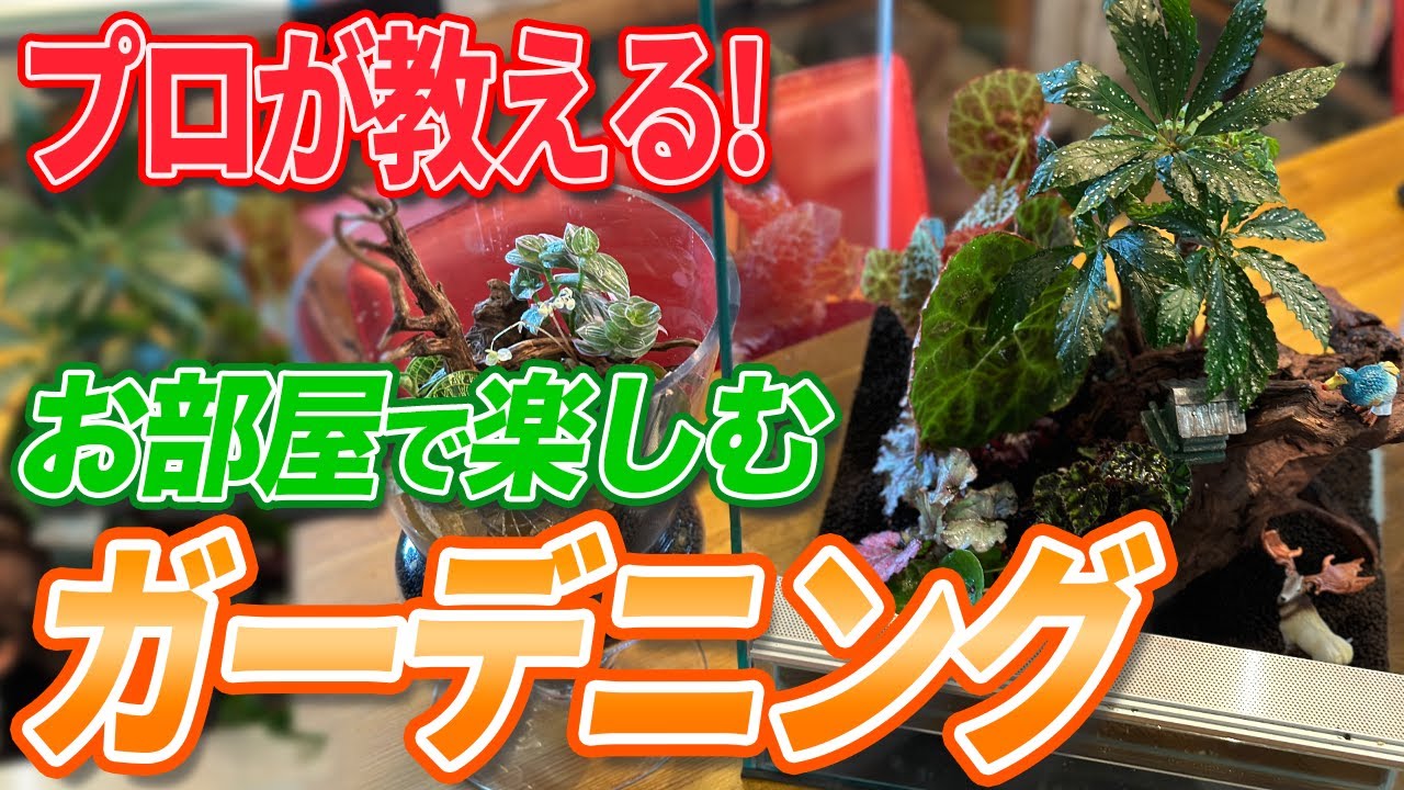 Begonia] Enjoy it even if you don't have a garden or a balcony