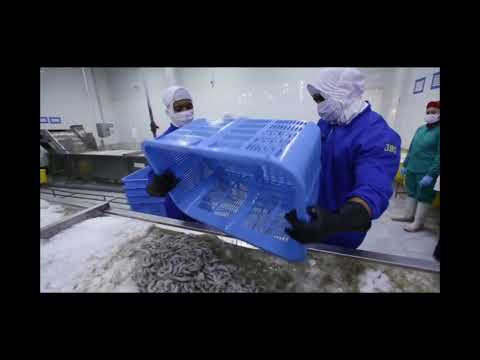 Si Loreng Kecil Primadona Internasional by Siti Dian