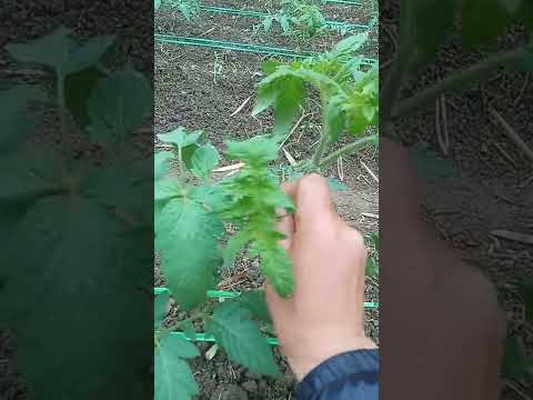 Video: Florasette: Cách Chăm sóc Cây Cà chua Florasette