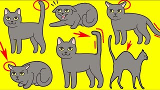 زبان بدن گربه ها  معنی حرکات گربه ها