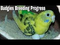 Budgies Breeding Progress || Season last Progress