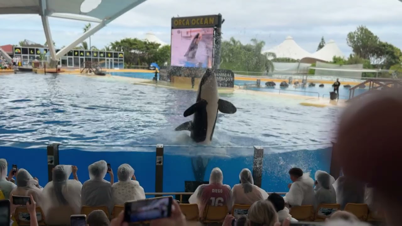 Loro Parque in Tenerife - Orca Show - Killerwal Show, Osmo Pocket 3, CANARY 2024/25, 4K